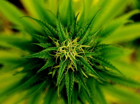 legalne nasiona marihuany